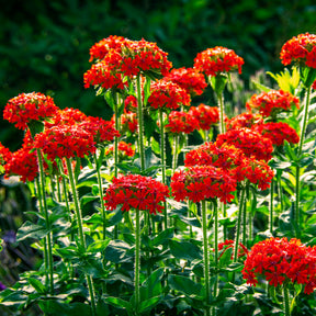 Lychnis chalcedonica - Croix de Jérusalem - Graines de fleurs