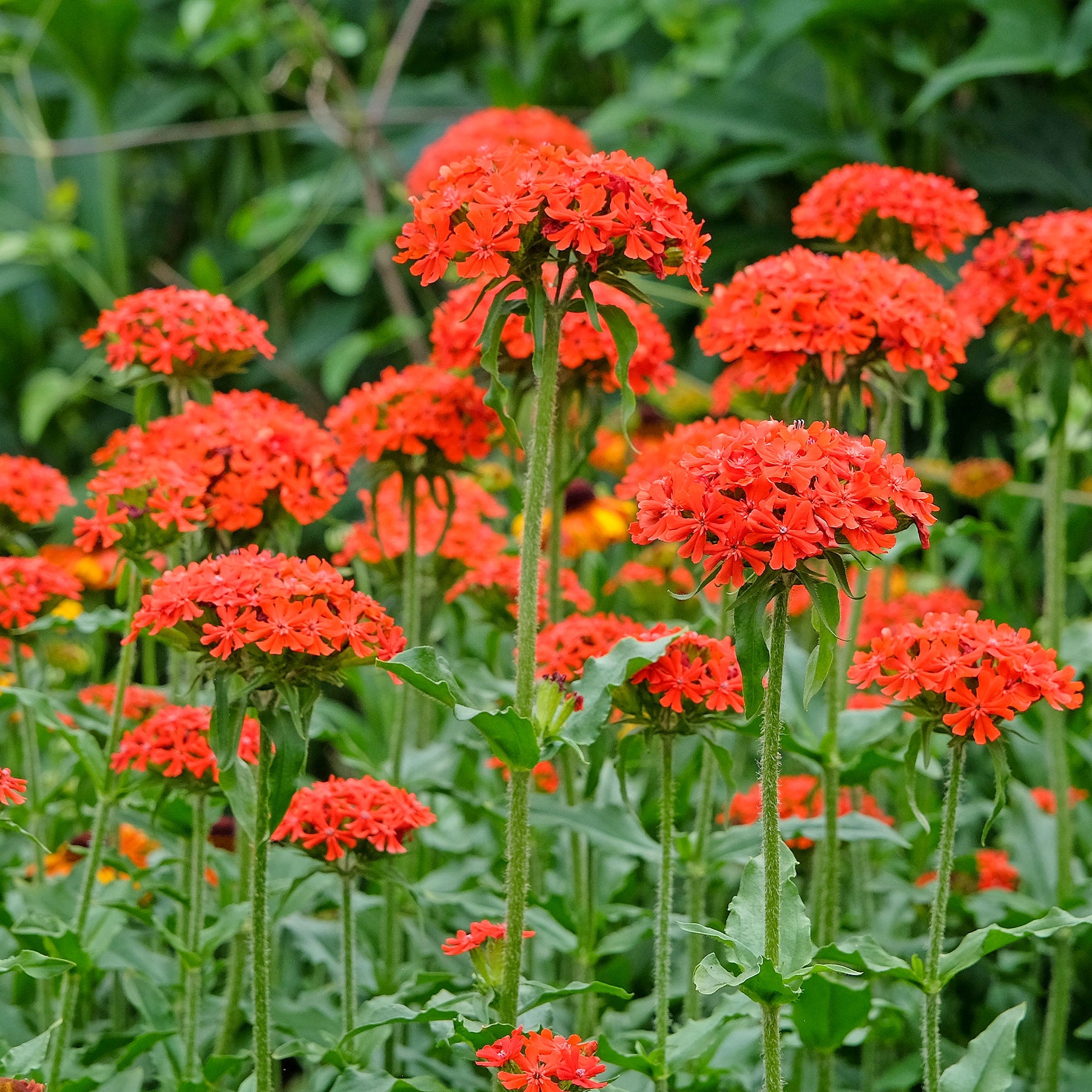 Graines de fleurs - Croix de Jérusalem - Lychnis chalcedonica