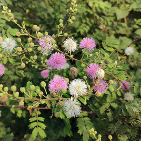 Mimosa pudique - sensitive - Willemse