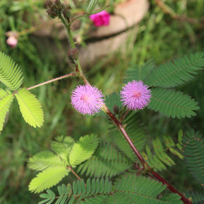 Graines de fleurs - Mimosa pudique - sensitive - Mimosa pudica