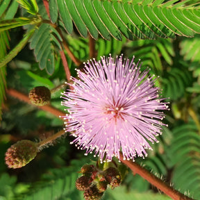 Mimosa pudica - Mimosa pudique - sensitive - Graines de fleurs