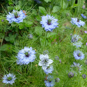 Nigella damascena - Nigelle de Damas Miss Jekyll Blue - Nigelle