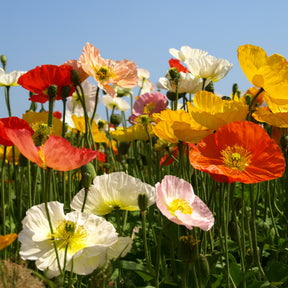 Pavot d'Islande Artist's Glory en mélange - Papaver nudicaule - Willemse