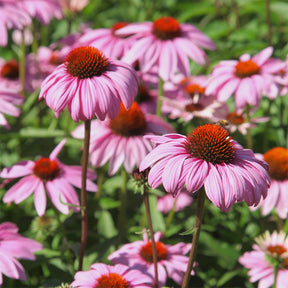 Vente 5 Vivaces pour massif fleuri - 