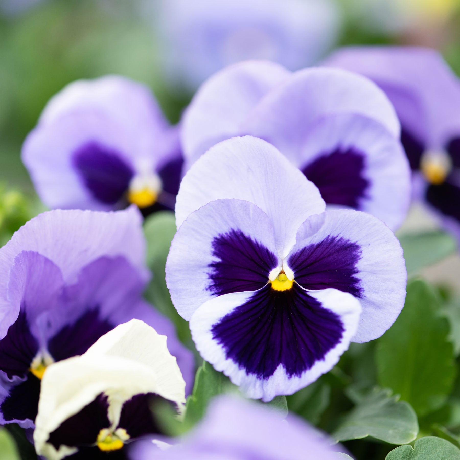 Pensée géante de Suisse Silverbride - Viola x wittrockiana silverbride - Willemse