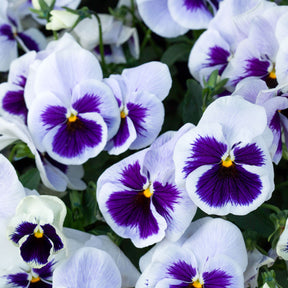 Viola x wittrockiana silverbride - Pensée géante de Suisse Silverbride - Violette - Pensée