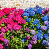 Collection de 4 Hortensias rouges et bleus - Willemse