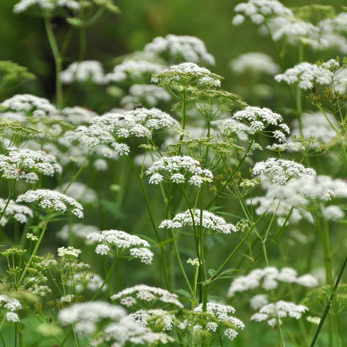 Herbe aux goutteux - Willemse