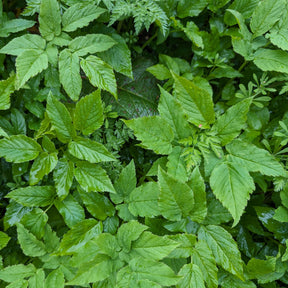 Vente Herbe aux goutteux - Aegopodium podagraria