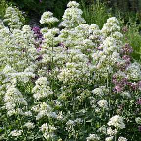 Centranthus ruber albus - Valériane blanche - Valériane