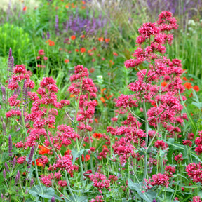 Valériane rouge