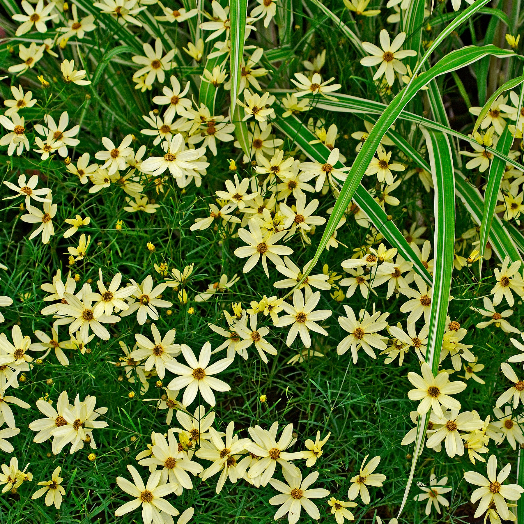 Coreopsis verticillata Moonbeam - Coreopsis verticillé Moonbeam - Coréopsis