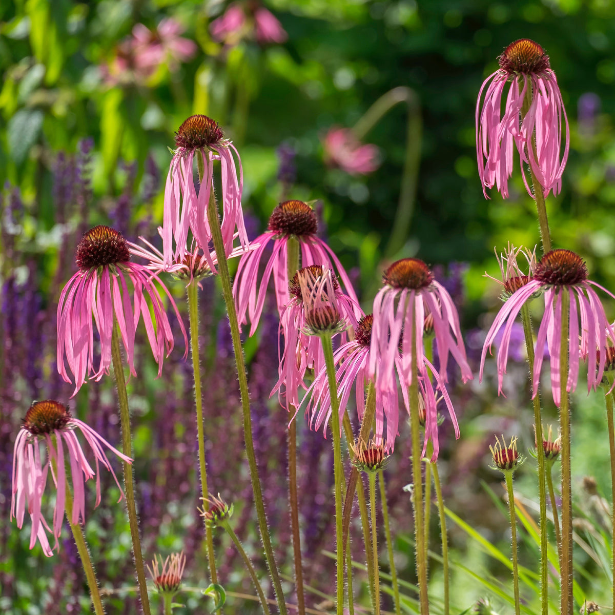 Echinacée pâle  - Echinacea pallida - Willemse