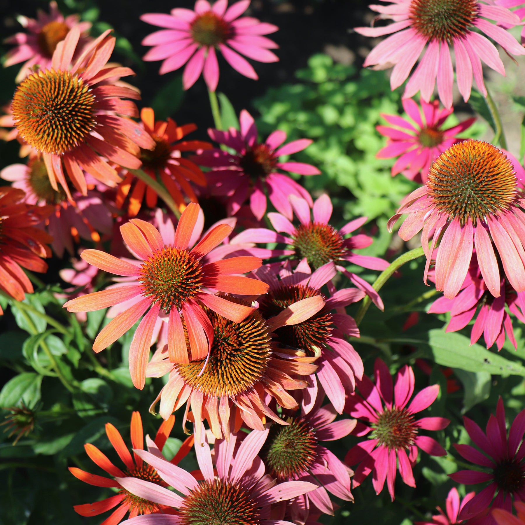 Echinacea purpurea Cheyenne Spirit - Echinacée pourpre Cheyenne Spirit  - Échinacée - Echinacea
