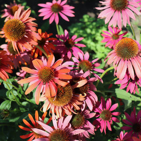 Echinacea purpurea Cheyenne Spirit - Echinacée pourpre Cheyenne Spirit  - Échinacée - Echinacea