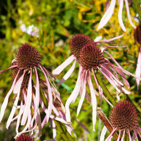 Vente Echinacée pâle Hula Dancer  - Echinacea pallida Hula Dancer