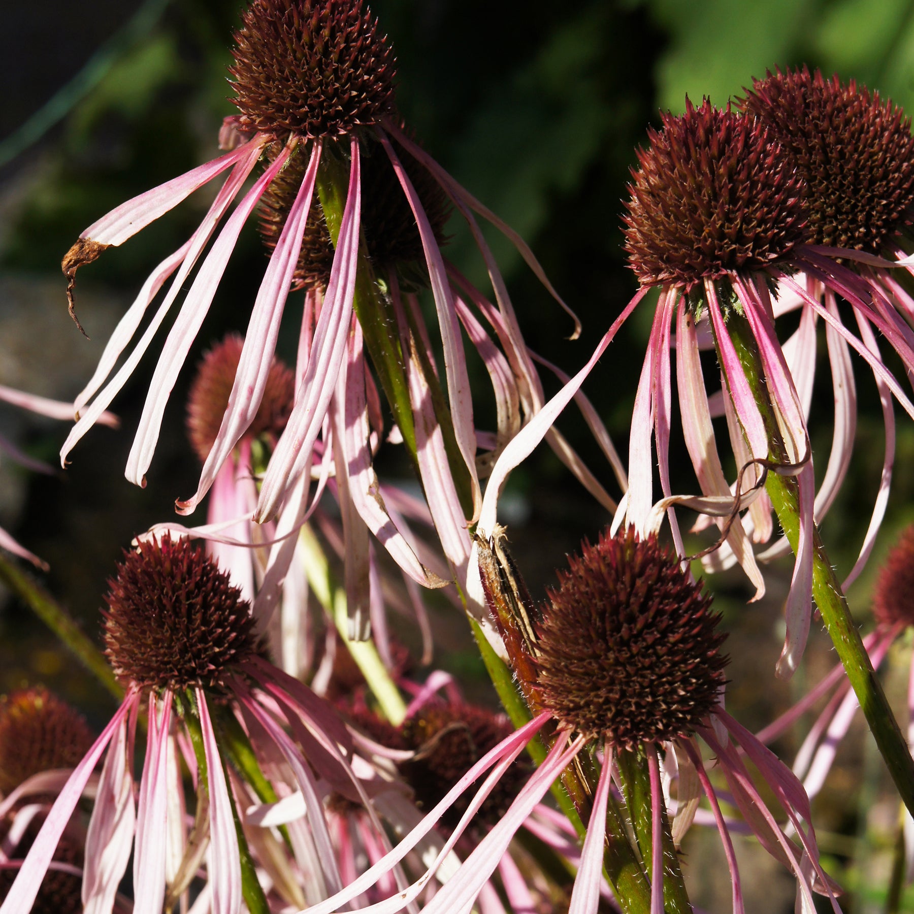 Échinacée - Echinacea - Echinacée pâle Hula Dancer  - Echinacea pallida Hula Dancer