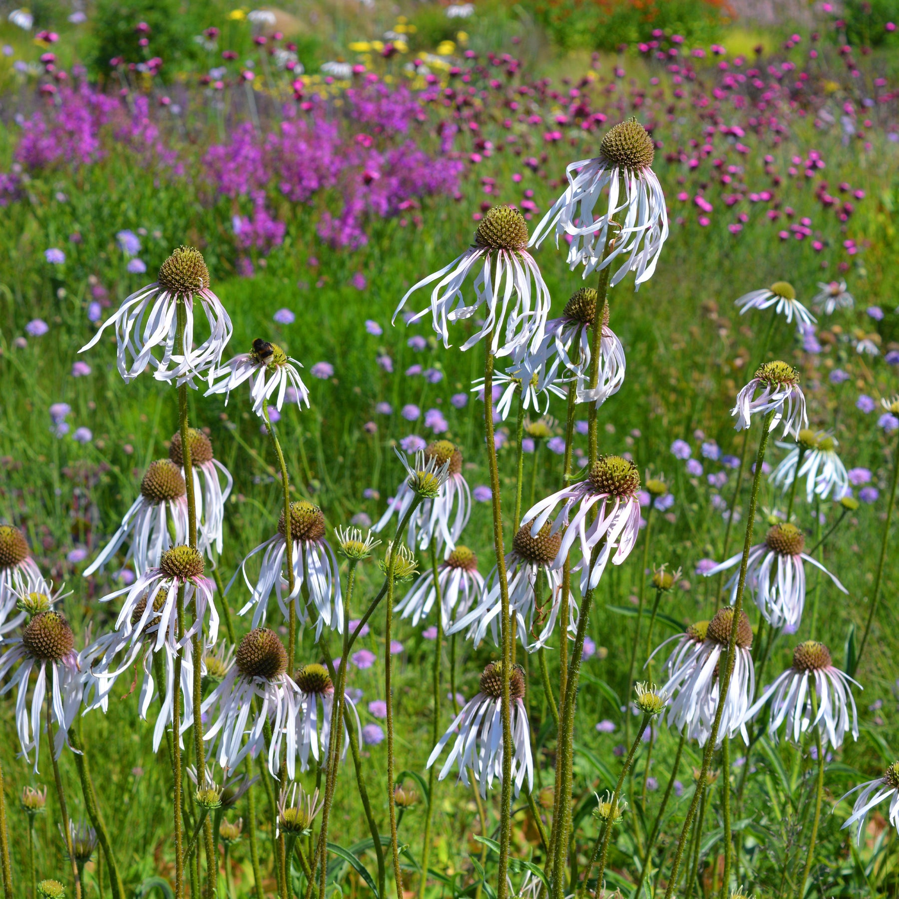 Echinacea pallida Hula Dancer - Echinacée pâle Hula Dancer  - Échinacée - Echinacea