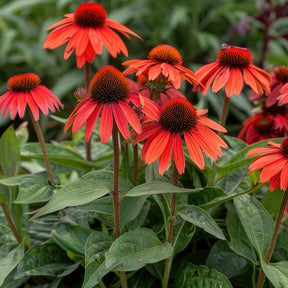 Echinacée pourpre Tomato Soup  - Echinacea purpurea Tomato Soup - Willemse