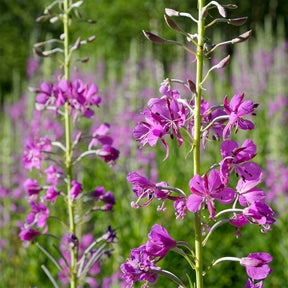 Epilobium angustifolium - Épilobe - Fleurs vivaces