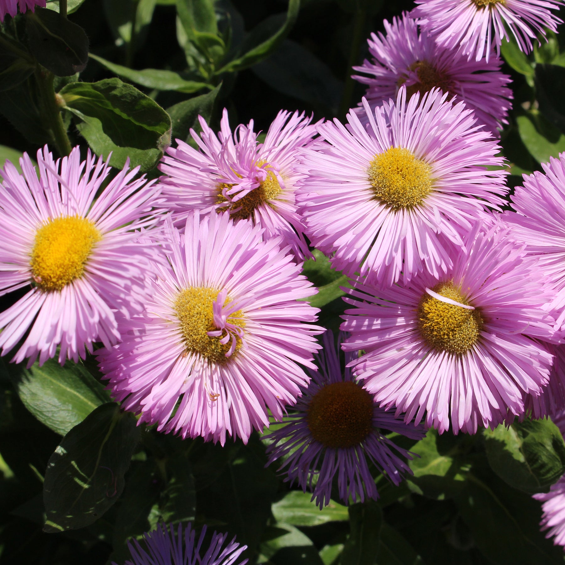 Vergerette Rosa Jewel - Erigeron - Erigeron speciosus Rosa Jewel - Willemse