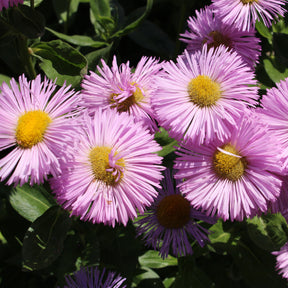 Vergerette Rosa Jewel - Erigeron - Erigeron speciosus Rosa Jewel - Willemse