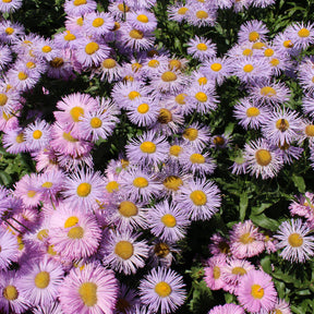 Erigeron speciosus Rosa Jewel - Vergerette Rosa Jewel - Erigeron - Erigeron