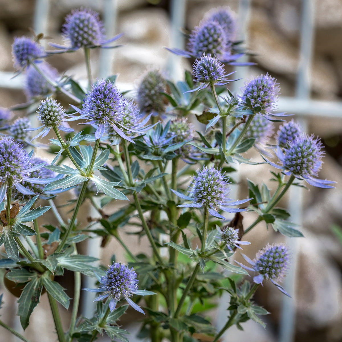 Panicaut à feuilles planes Blauer Zwerg - Willemse