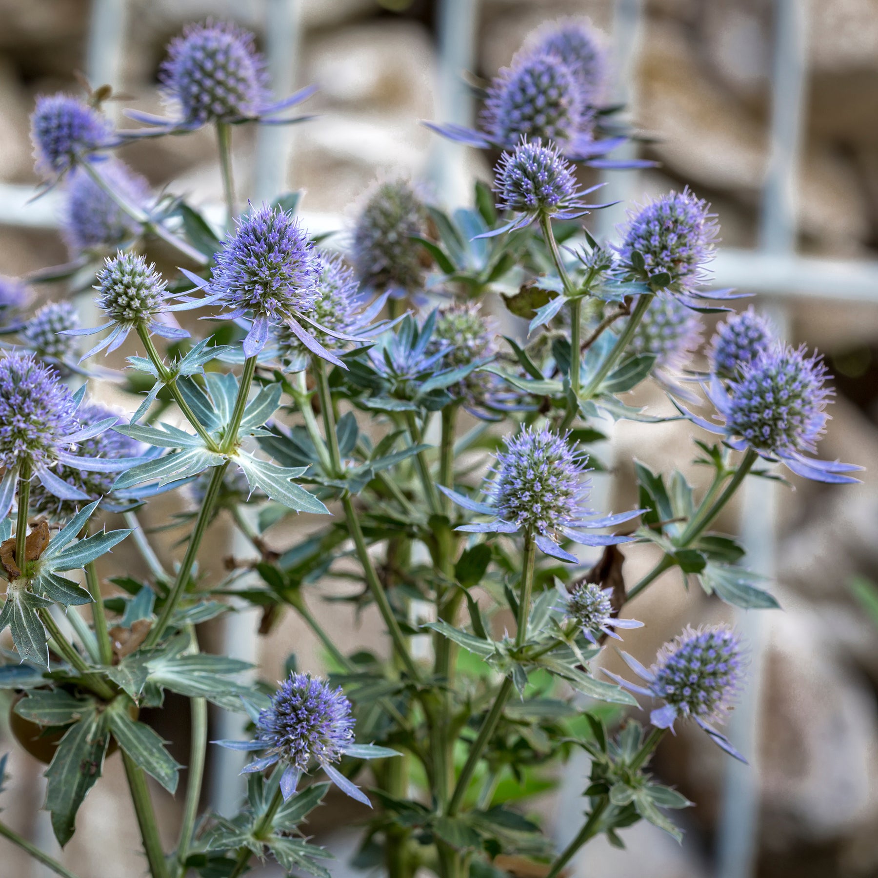 Panicaut à feuilles planes Blauer Zwerg - Willemse
