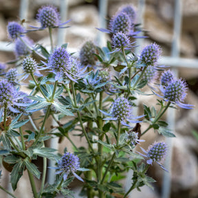 Panicaut à feuilles planes Blauer Zwerg - Willemse