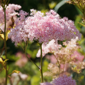 Filipendula rubra venusta - Filipendule rouge Venusta - Reine des près - Filipendule