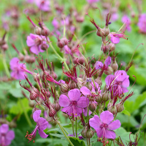 Géranium vivace - Willemse
