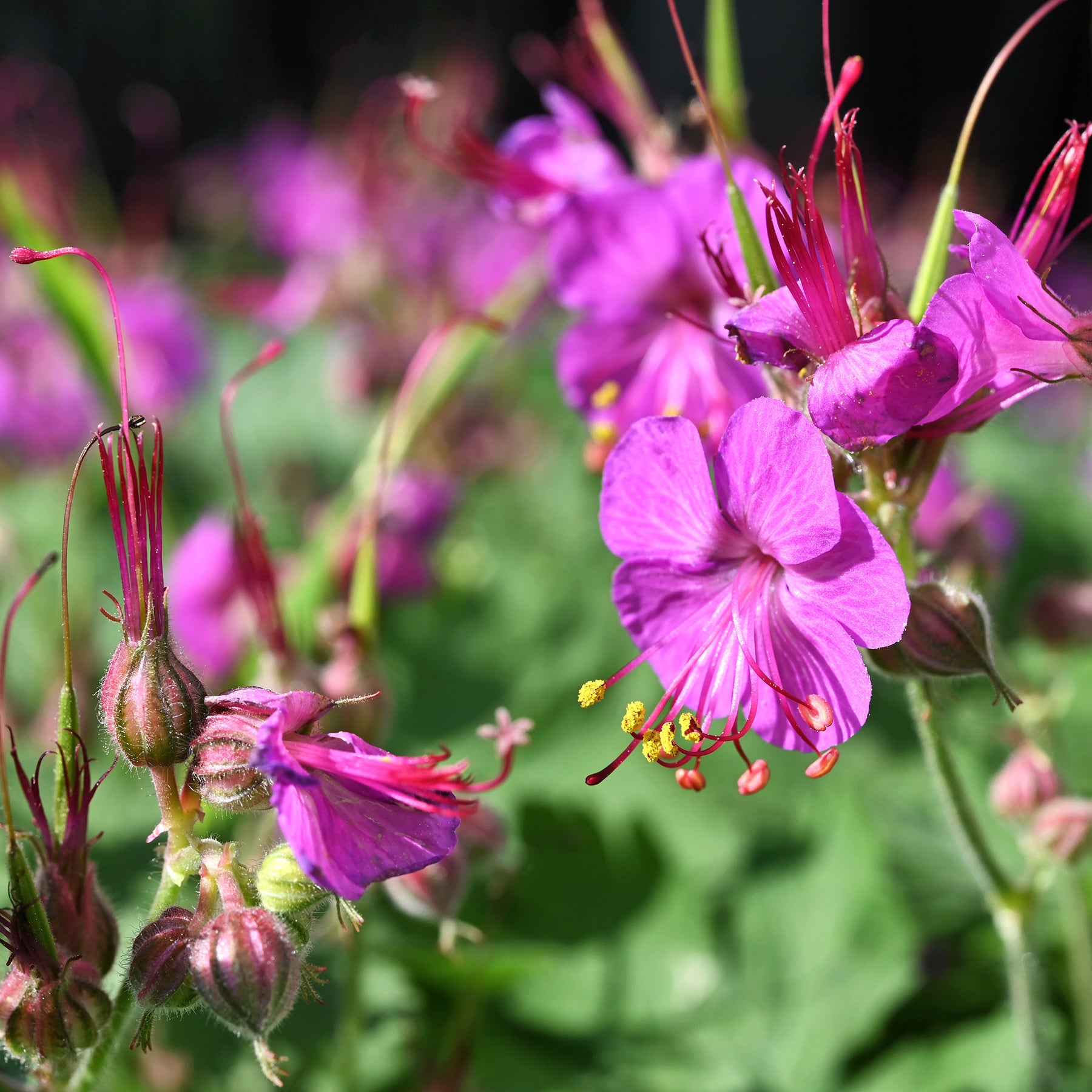 Geranium macrorrhizum - Géranium vivace - Géraniums vivaces