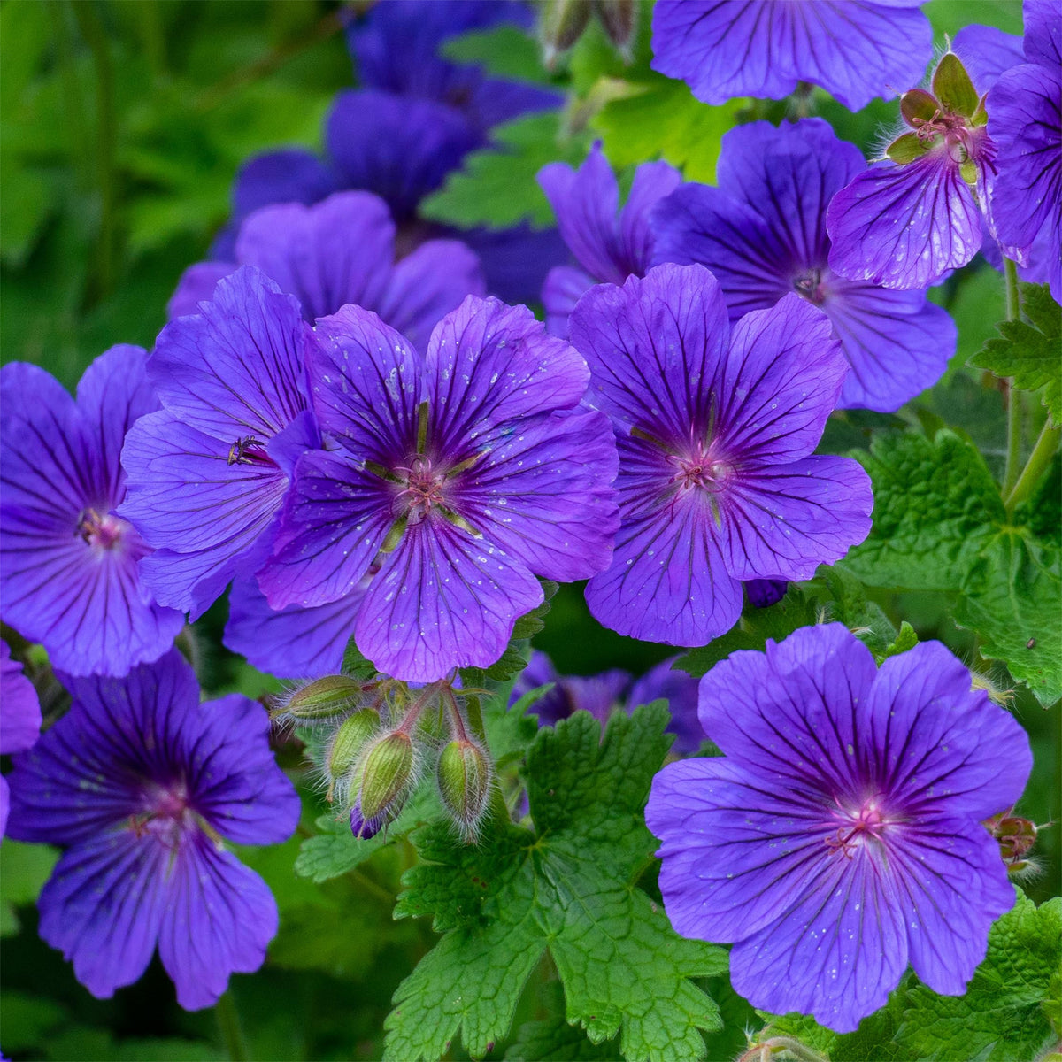 Géranium vivace Rosemoor - Geranium x magnificum Rosemoor - Willemse