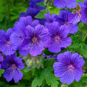 Géranium vivace Rosemoor - Geranium x magnificum Rosemoor - Willemse