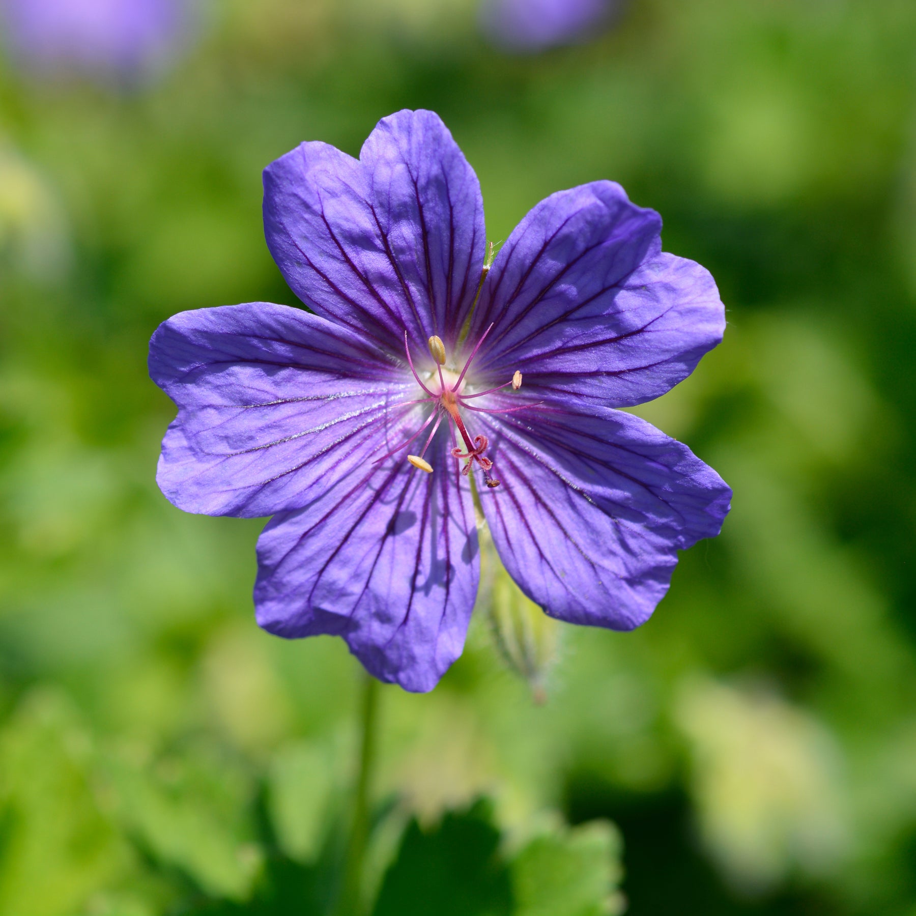 Geranium x magnificum Rosemoor - Géranium vivace Rosemoor - Géraniums vivaces