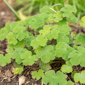 Géranium vivace à feuilles de crèpe