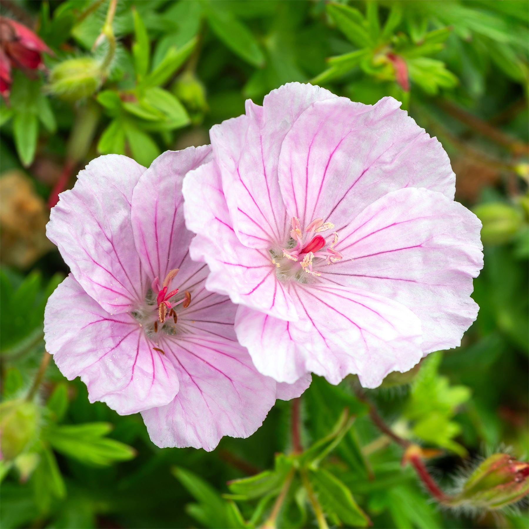 Géranium vivace sanguin  strié - Willemse