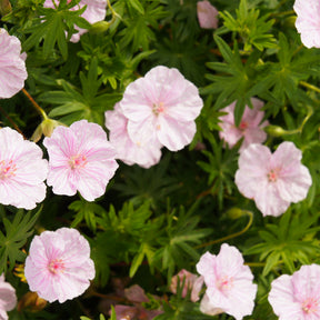 Géranium vivace sanguin  strié - Geranium sanguineum striatum - Willemse