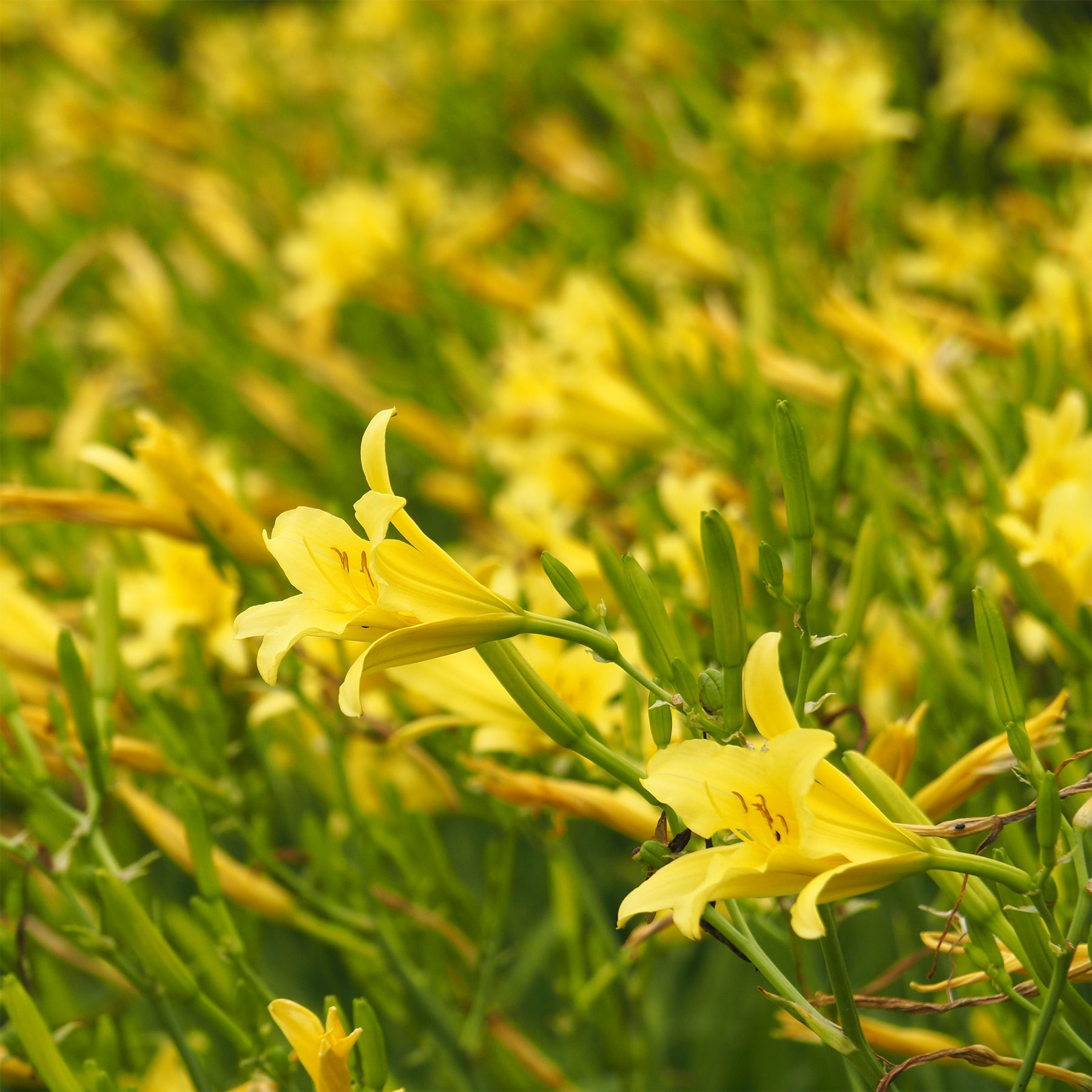 Hémérocalle citrina - Willemse
