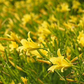Hémérocalle citrina - Willemse