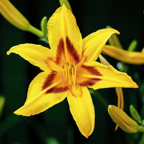 Hemerocallis bonanza - Hémérocalle Bonanza - Hémérocalle