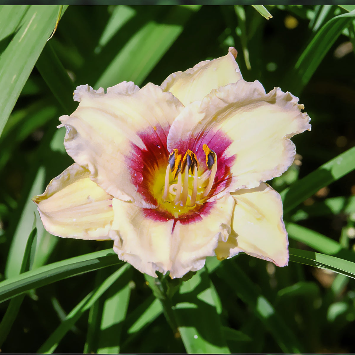 Hémérocalle Snowy Eyes - Hemerocallis snowy eyes - Willemse