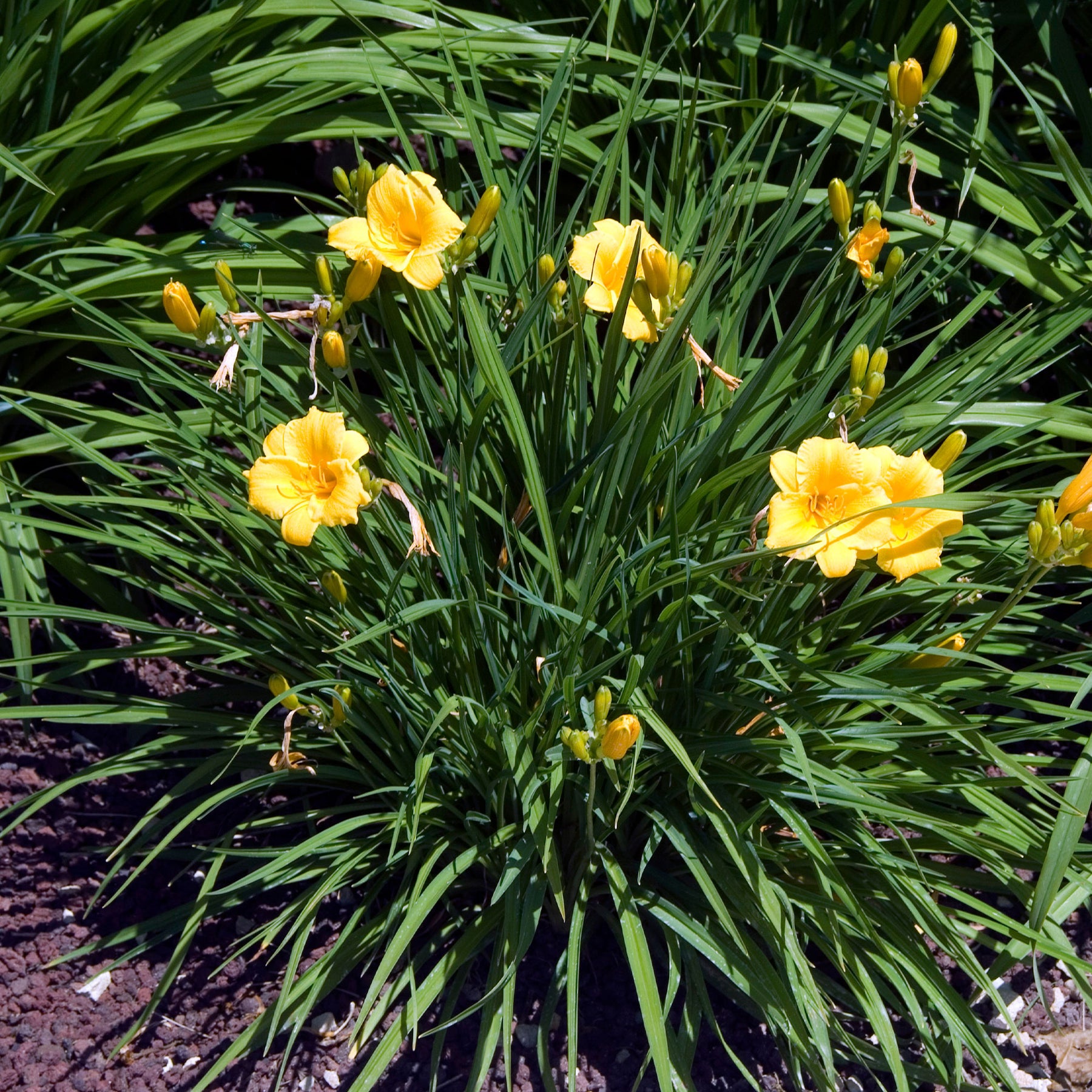 Hémérocalle Stella de Oro - Hemerocallis Stella de Oro - Willemse
