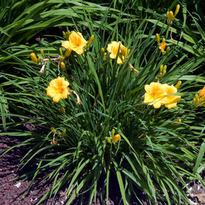 Hémérocalle Stella de Oro - Hemerocallis Stella de Oro - Willemse