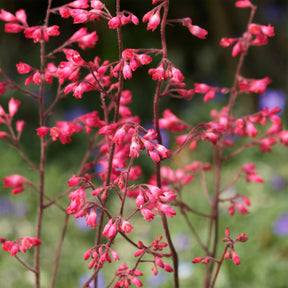 Heuchère Pluie de Feu - Heuchera pluie de feu - Willemse