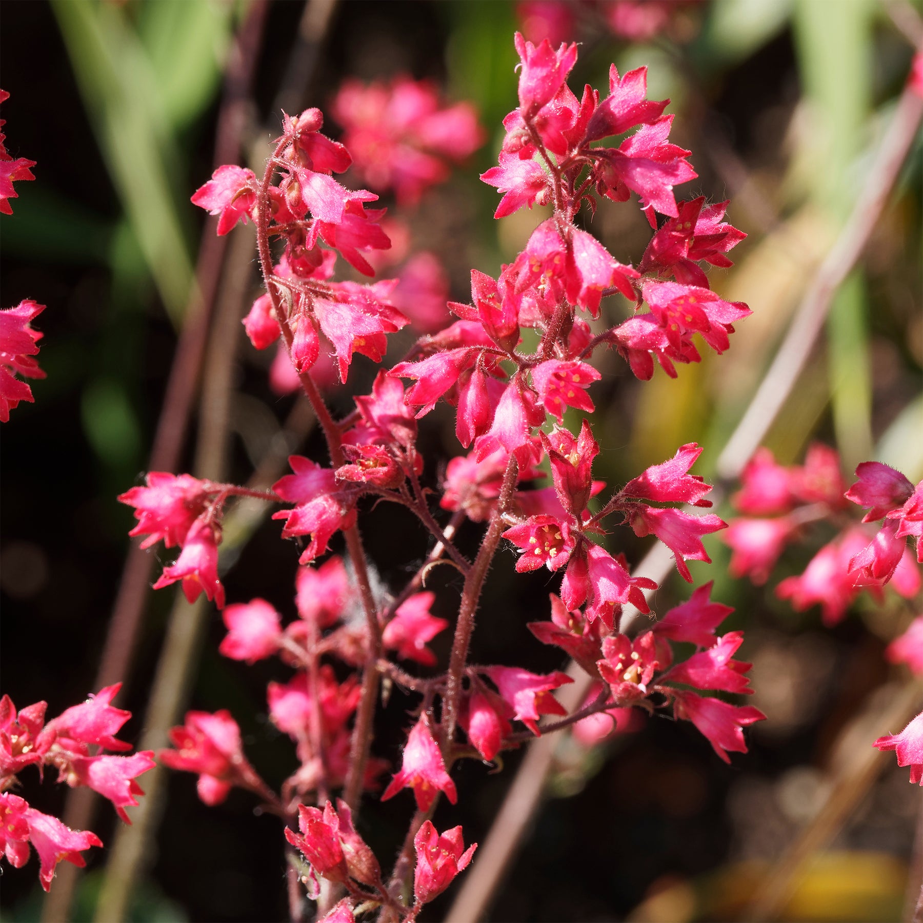 Heuchera pluie de feu - Heuchère Pluie de Feu - Heuchères