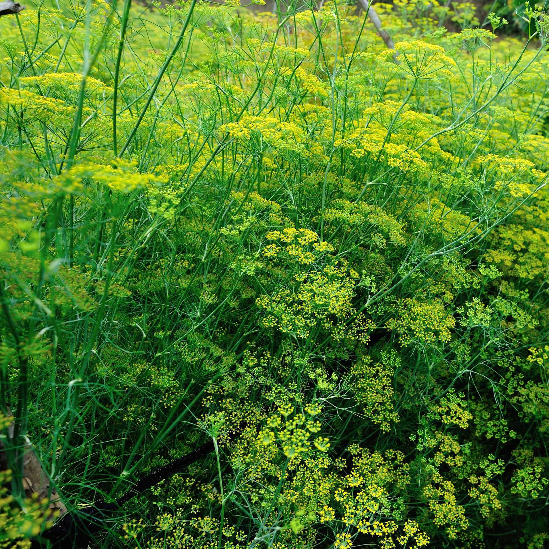 Foeniculum vulgare - Fenouil commun - Plants d'aromatiques