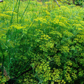 Foeniculum vulgare - Fenouil commun - Plants d'aromatiques