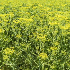 Vente Fenouil commun - Foeniculum vulgare